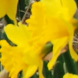 スイセンの写真